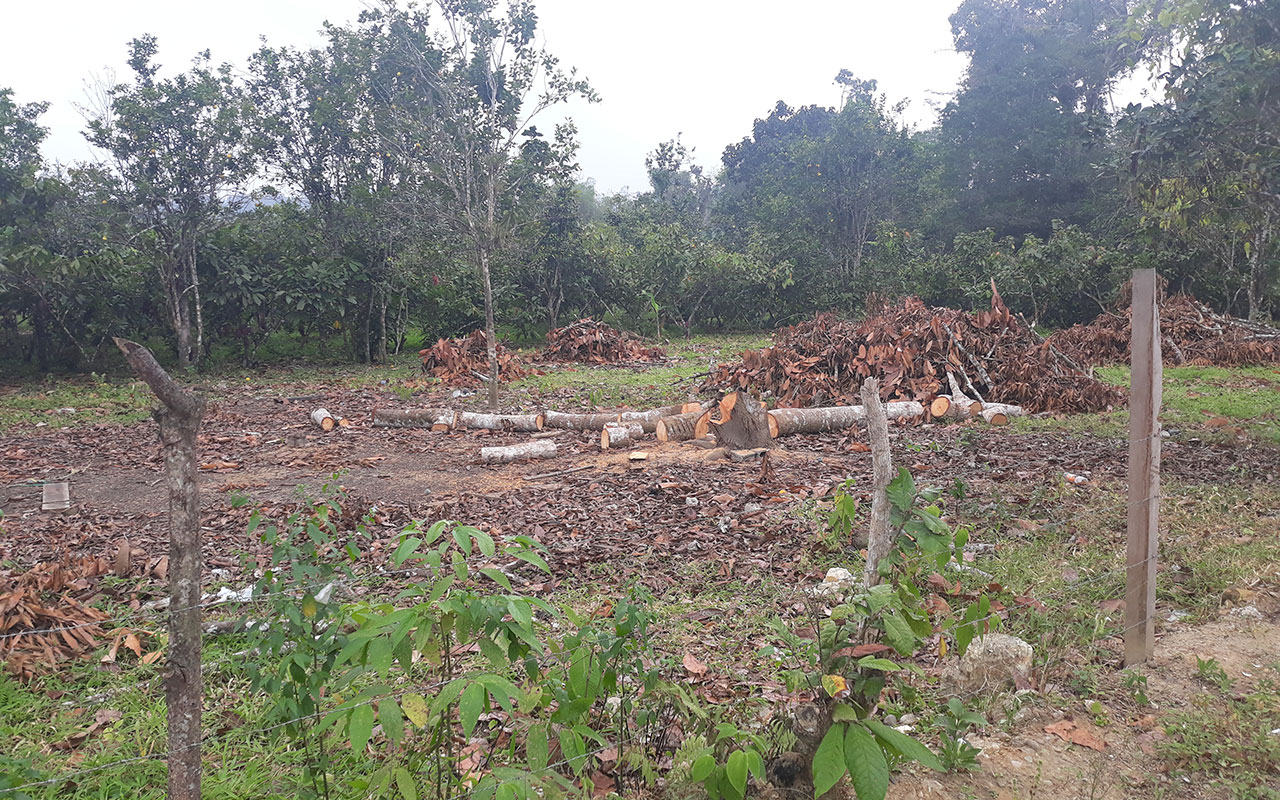 The land was previously used for cocoa crops but was cleared for construction.